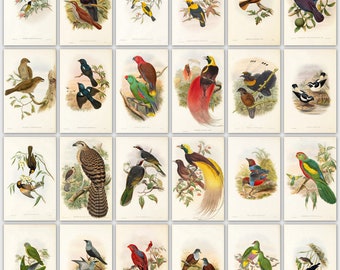 320 placas de imagen en color de las aves de Las aves de Nueva Guinea y las islas adyacentes de Papúa por John Gould descarga digital instantánea