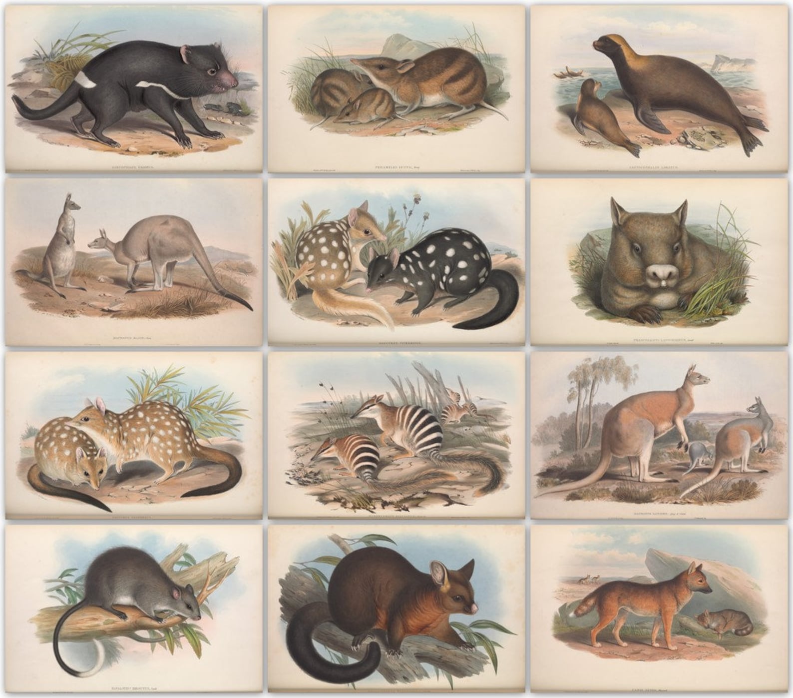 тасманский дьявол описание. млекопитающие австралии список. кенгуру валлаби. околоводные млекопитающие коллаж. двурезцовые сумчатые.