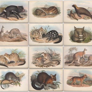 182 colour plates from The Mammals of Australia by John Gould High Resolution Instant digital download