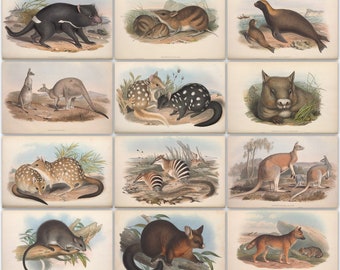 182 placas de color de The Mammals of Australia por John Gould Alta Resolución Descarga digital instantánea