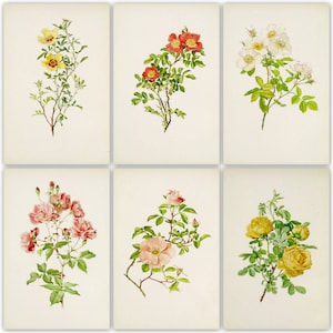 132 colour images of rose (rosa) at Ultra High Resolution instant digital download