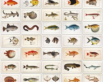 432 color plates from Bloch’s Fish Ichtyologie Complete 6 volumes High Resolution Instant digital download