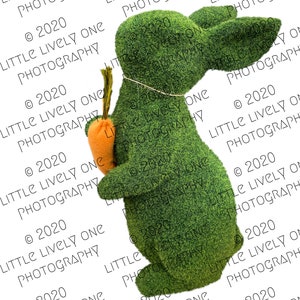 Easter bunny, easter decor, boxwood, plants, easter plants, rabbits, bunnies, green, decorations, carrot, cute, overlays, photoshop, digital