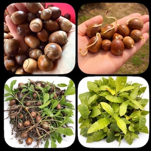 May include: A collage of four images showcasing the life cycle of acorns. The top left shows a handful of brown acorns. The top right shows acorns with sprouts. The bottom left shows acorns with roots and leaves. The bottom right shows a cluster of green leaves.