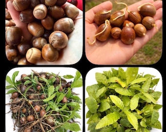 Sawtooth Oak Tree Seedlings & Sprouted Acorns | Native Southern Oak Saplings | Hand Harvested in South Carolina | Grow Your Own Tree