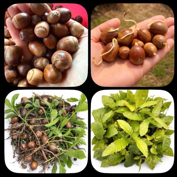 Sawtooth Oak Tree Seedlings & Sprouted Acorns | Native Southern Oak Saplings | Hand Harvested in South Carolina | Grow Your Own Tree