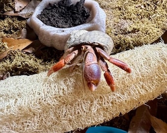 Luffa Climber for Hermit Crabs | Natural Terrarium Enrichment