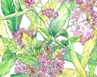 Impresión de algas, impresión de arte botánico, arte de especies nativas, ilustración de flores silvestres, arte de plantas nativas, arte de flores silvestres, arte de la planta de polinizador