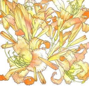 Daylily Print, Botanical Illustration, Flower Archival Print, Plant Print, Midsummer Illustration, Garden Art, Lily Art image 1