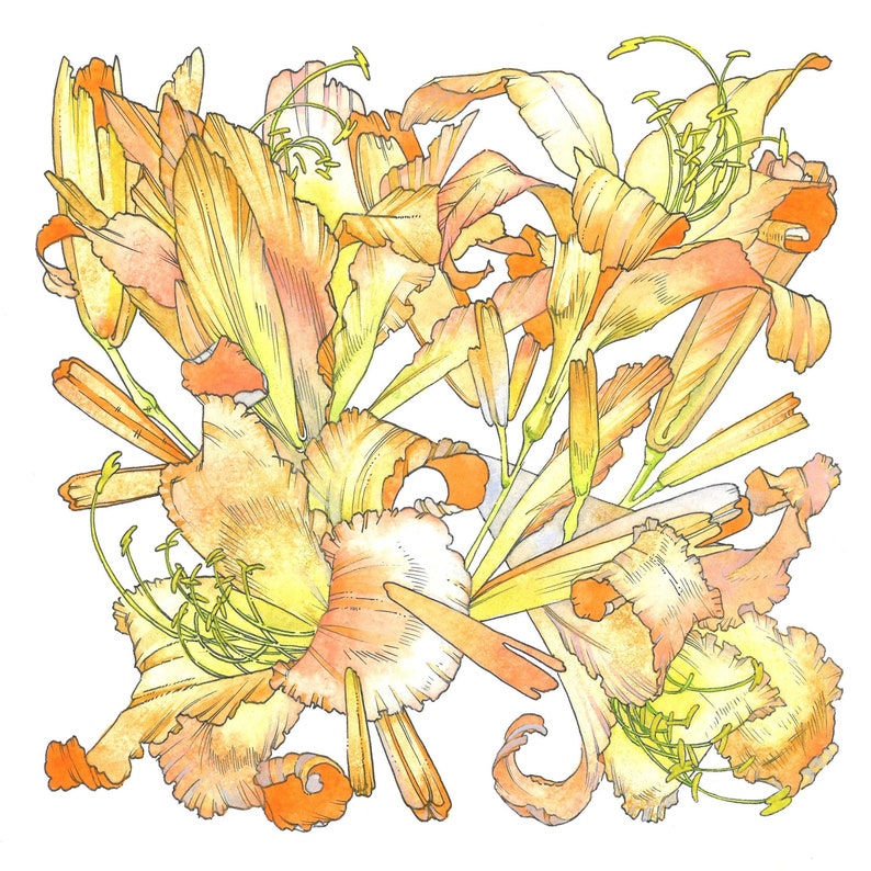 Daylily Print, Botanical Illustration, Flower Archival Print, Plant Print, Midsummer Illustration, Garden Art, Lily Art image 1