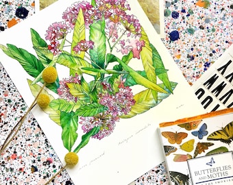 Impresión de algodoncillo, impresión de arte botánico, arte de especies nativas, ilustración de flores silvestres, arte de plantas nativas, arte de flores silvestres, arte de plantas polinizadoras