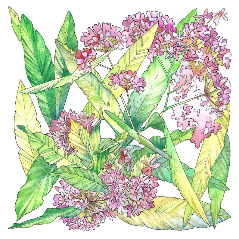Milkweed Print Botanical Art Print Native Species Art Etsy