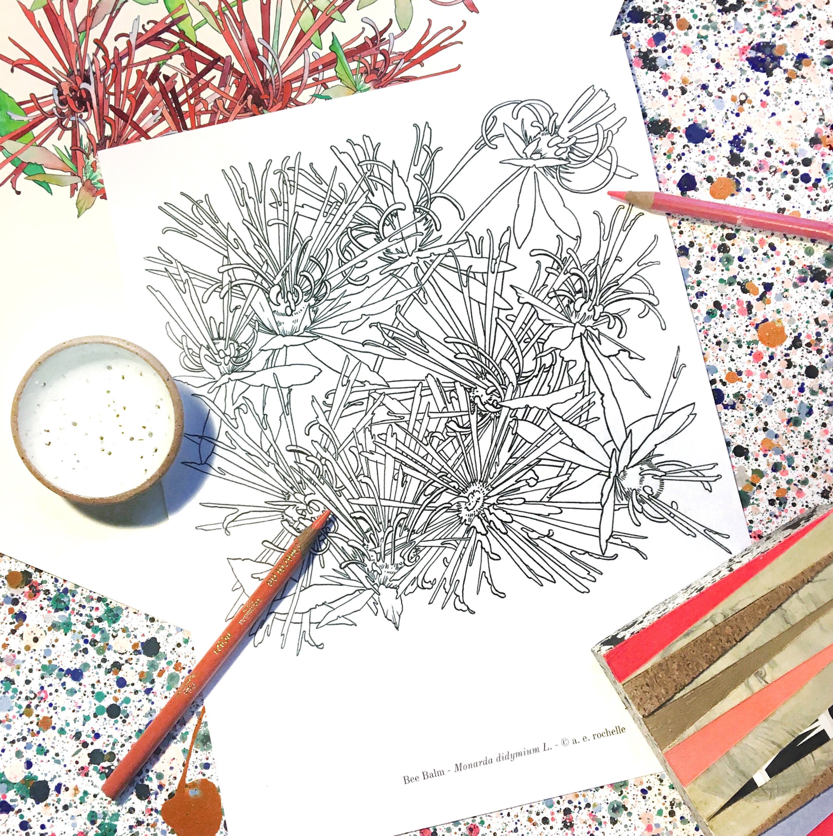 Bee Balm Coloring Page Botanical Coloring Page PDF Coloring - Etsy