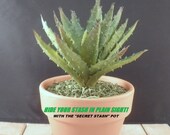 SECRET STASH Faux Succulent - Hide-A-Key Pot - 8 quot Tall x 4-1 4 quot Wide - quot Hide Your Stash in Plain Sight quot
