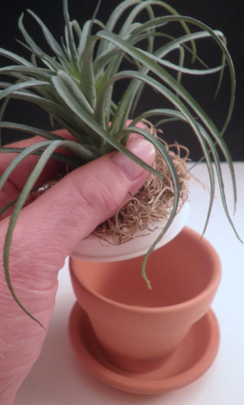 SECRET STASH Faux Succulent Hideakey Pot 71/2 Etsy