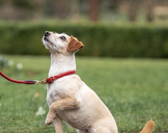 May include: A small, light-coloured dog with tan patches on its ears and back, wearing a bright red leather collar and matching lead. The dog is sitting on a paved surface with one front paw raised, looking upward with an attentive expression.