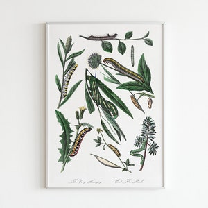 Vintage art print with nature motif plants and caterpillars and typography Eat the Rich based on The Very Hungry Caterpillar