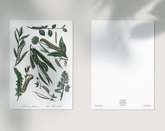 Activism postcards (2 pieces) with botanical drawing of plants and caterpillars and hidden »Eat The Rich« statement