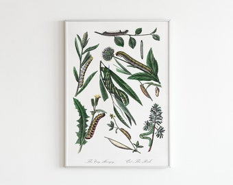 Printable Vintage Art with Typography Statement Botanical Print (Print Yourself) Digital Art with Plants and Caterpillars »Eat The Rich«