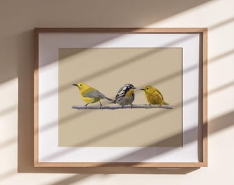 Trío de currucas / Lámina de arte de aves