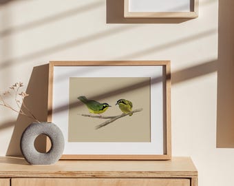 Reinitas de Kentucky / Lámina de arte de aves