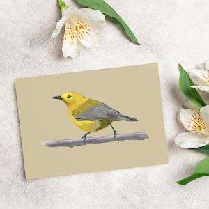 Prothonotary Warbler Greeting Card Set | 1-piece, 10-piece, 30-piece, 50-piece Sets
