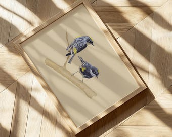 Reinita culiamarilla / Lámina de arte de aves
