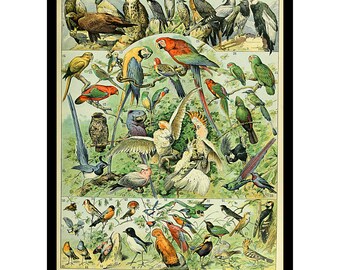 Puede incluir: Un póster educativo de estilo vintage titulado OISEAUX que presenta una colección detallada de varias especies de aves en colores vibrantes. La impresión muestra numerosas aves dispuestas en filas, cada una numerada con una leyenda.