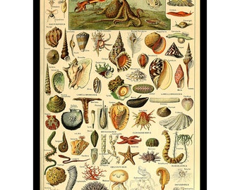 May include: A vintage-style educational poster titled MOLLUSQUES, VERS, ÉCHINODERMES, CŒLENTÉRÉS, INFUSOIRES featuring detailed color illustrations of various marine life including an octopus, squid, numerous seashells, starfish, and jellyfish.