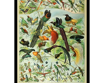 Puede incluir: Una lámina educativa de estilo vintage titulada OISEAUX que presenta numerosas ilustraciones coloridas de aves del paraíso y colibríes posados en ramas. Cada ave está numerada y hay una leyenda detallada en la parte inferior.