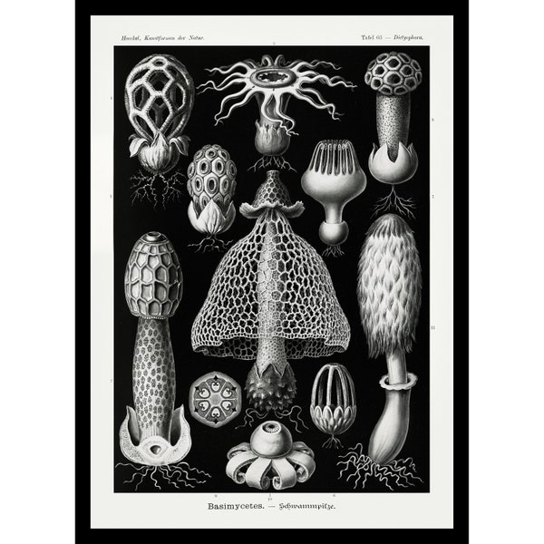 Ernst Haeckel Mushroom Digital Print Ernst Haeckel Art Forms in Nature Printable Art Ernst Haeckel Basimycetes Schwammpilze
