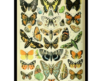1000 Teile Puzzle „Papillons – Schmetterlinge“ – Vintage-Kunst Von Adolphe Millot, Inkl. Referenzposter