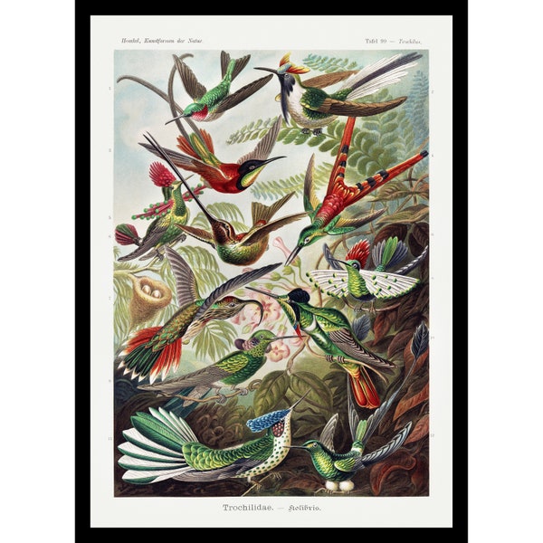 Ernst Haeckel Kolibri Digital Print Ernst Haeckel Hummingbirds  Art Forms in Nature Printable Art Ernst Haeckel Trochilidae–Kolibris
