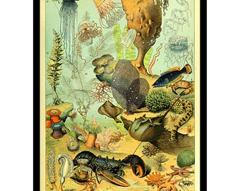 Puede incluir: Un póster educativo de estilo vintage titulado OCÉAN que presenta ilustraciones detalladas a color de diversas especies marinas, incluyendo una langosta, un cangrejo herradura, medusas, anémonas, estrellas de mar y coral, con etiquetas numeradas.