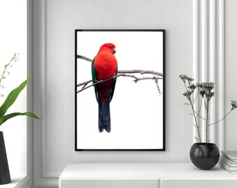 King Parrot Print - Australian Wildlife Photography - Native Birdlife - Australiana - Bird Photography - Nature Wall Art - Minimalist