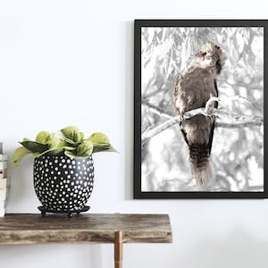 Kookaburra Print - Australian Wildlife Photography - Nature Wall Art - Kookaburra Photo Print - Stretched Canvas - Poster - Kookaburra Gift
