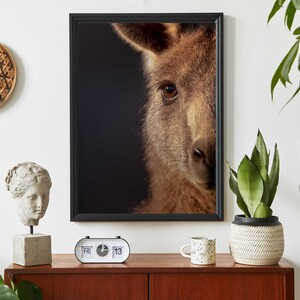 Kangaroo Print - Australian Wildlife Photography - Nature Wall Art - Kangaroo Photo Print - Stretched Canvas - Poster - Kangaroo Gift
