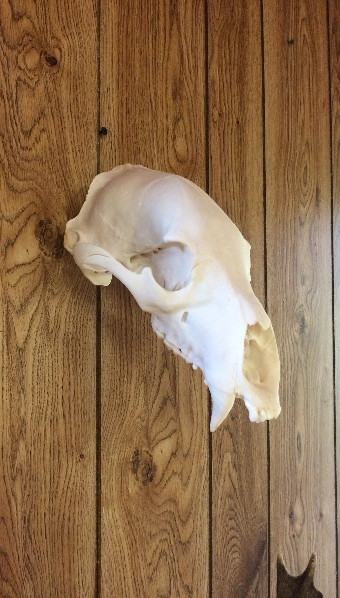 European Skull Mount Hanger 10 Pack Etsy