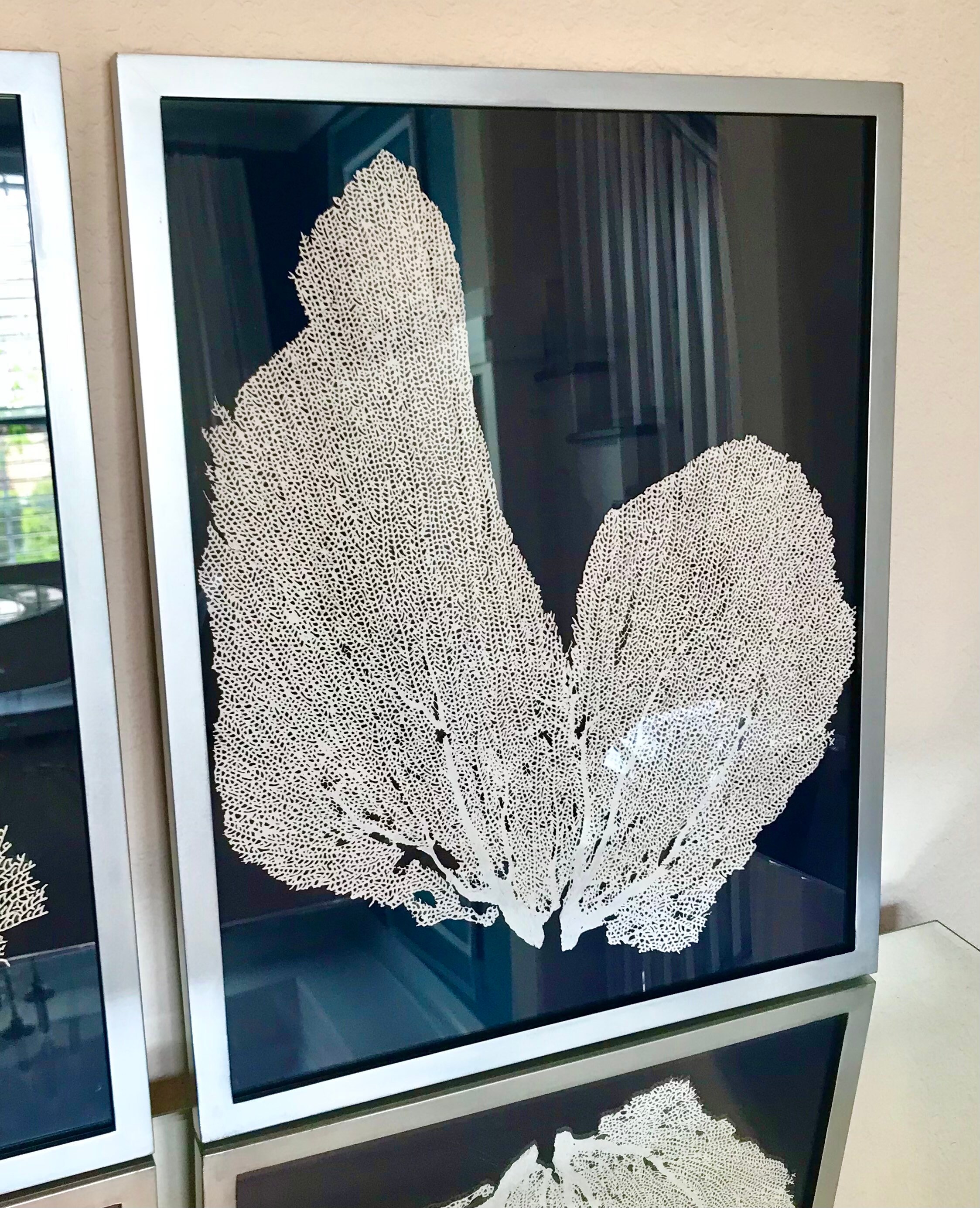 Pair of 2 Framed Sea Fan Art Custom Color Background Etsy