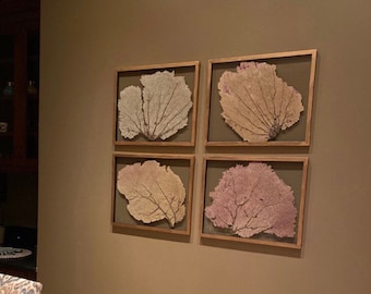 Set of 4 Framed Sea Fans - Custom Color Request