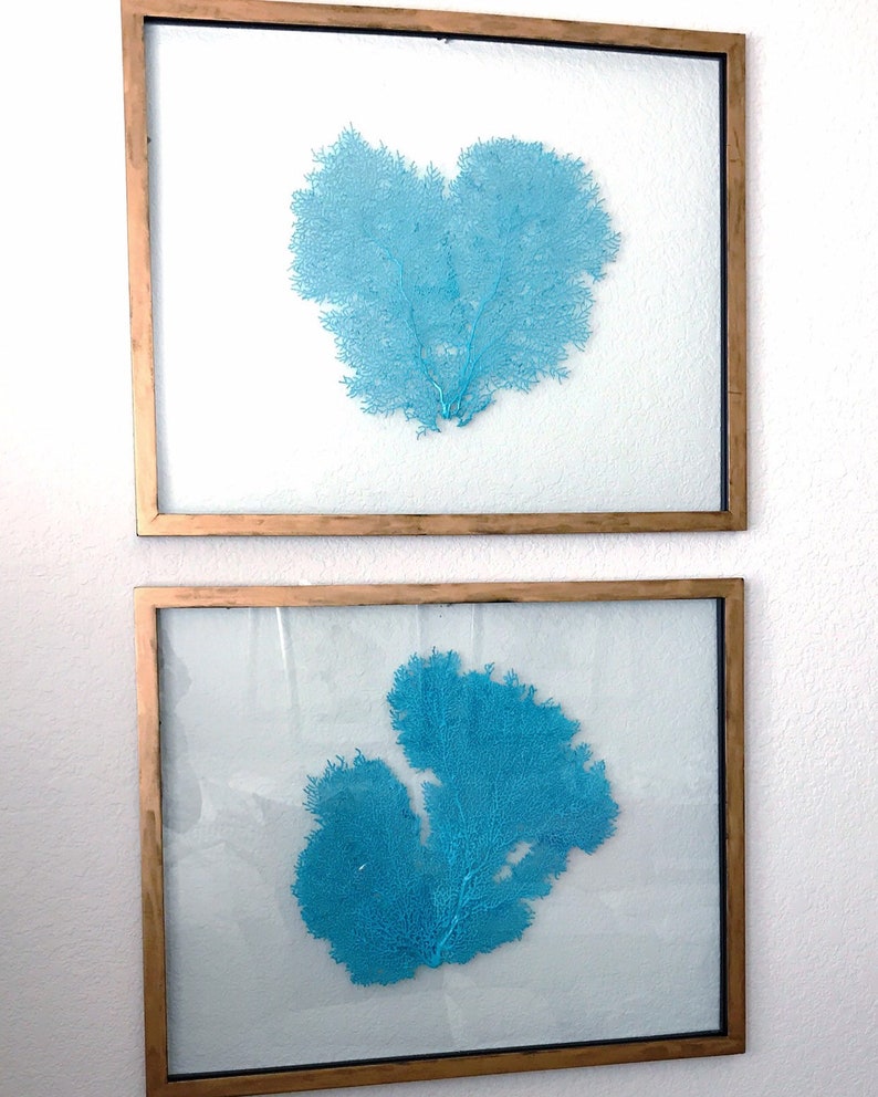 Framed Sea Fan Art Custom Color Etsy