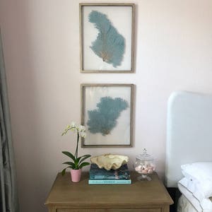 Pair (2) Framed Sea Fan Art - Wythe Blue Green
