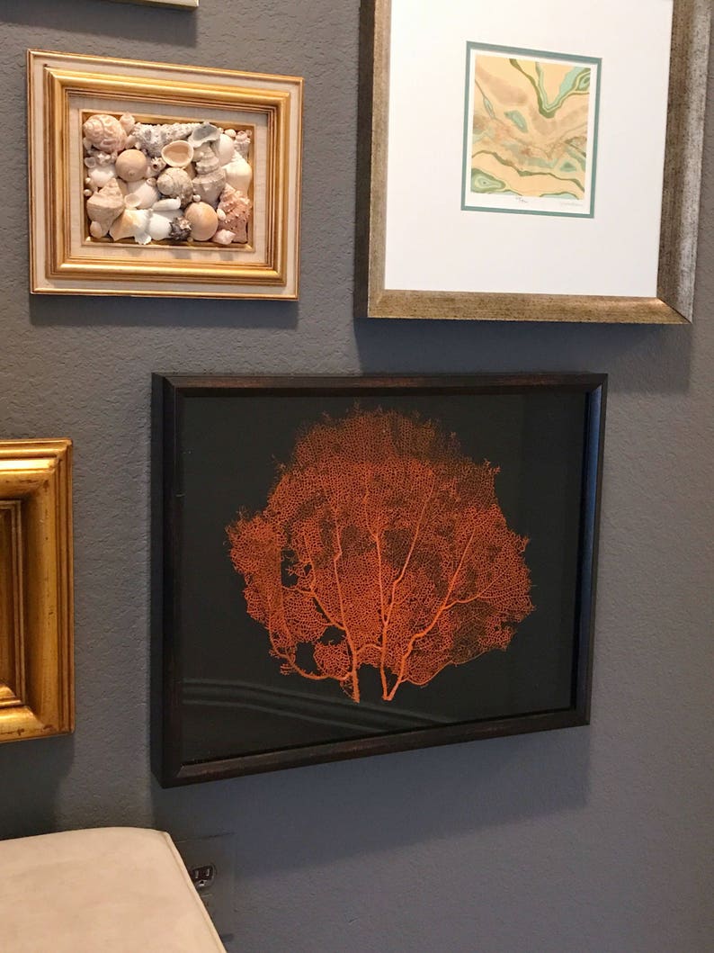 Sea Fan Shadowbox Framed Coral Art Coastal Black 16x20 Custom Color