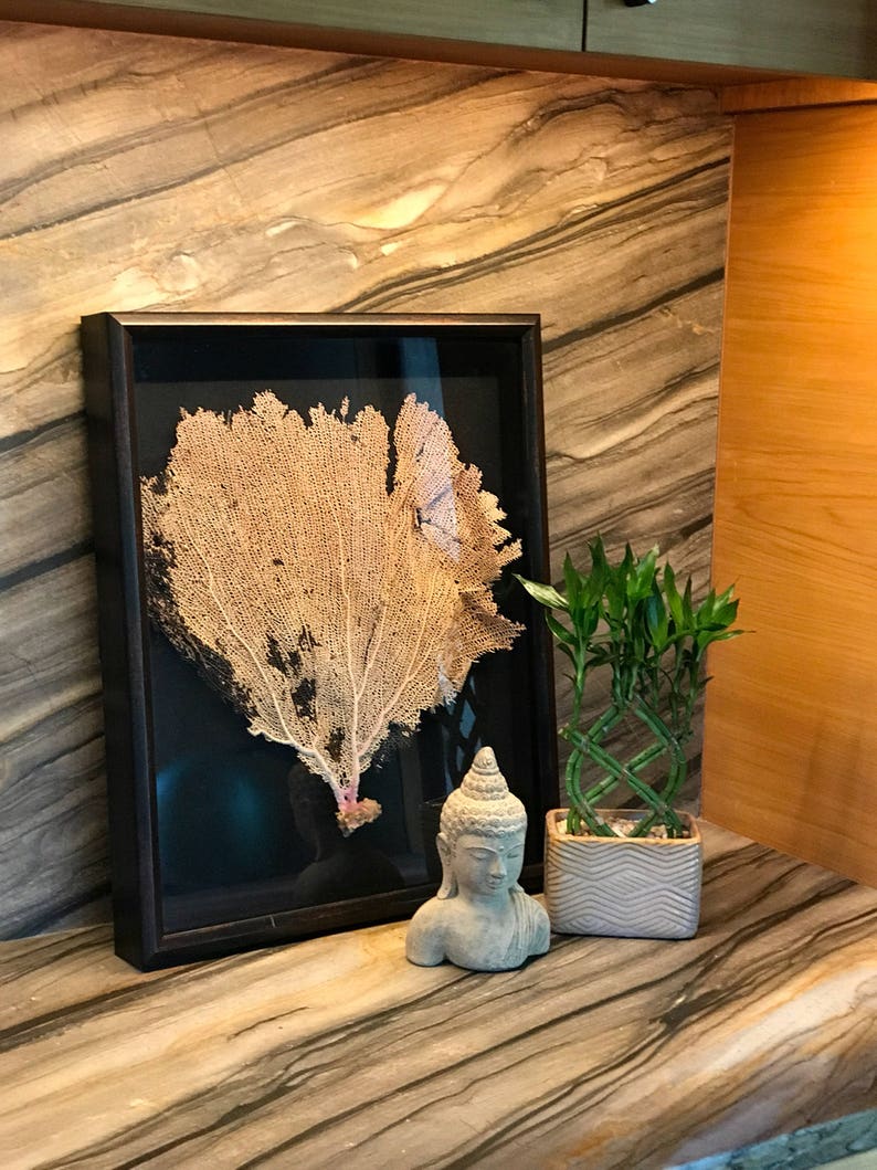 Sea Fan Shadowbox Framed Coral Art Coastal Black 16x20 Custom Color