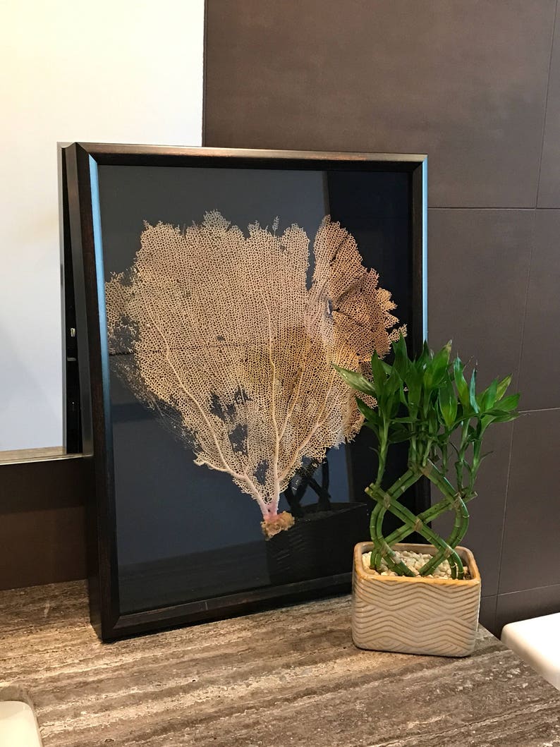 Sea Fan Shadowbox Framed Coral Art Coastal Black 16x20 Custom Color