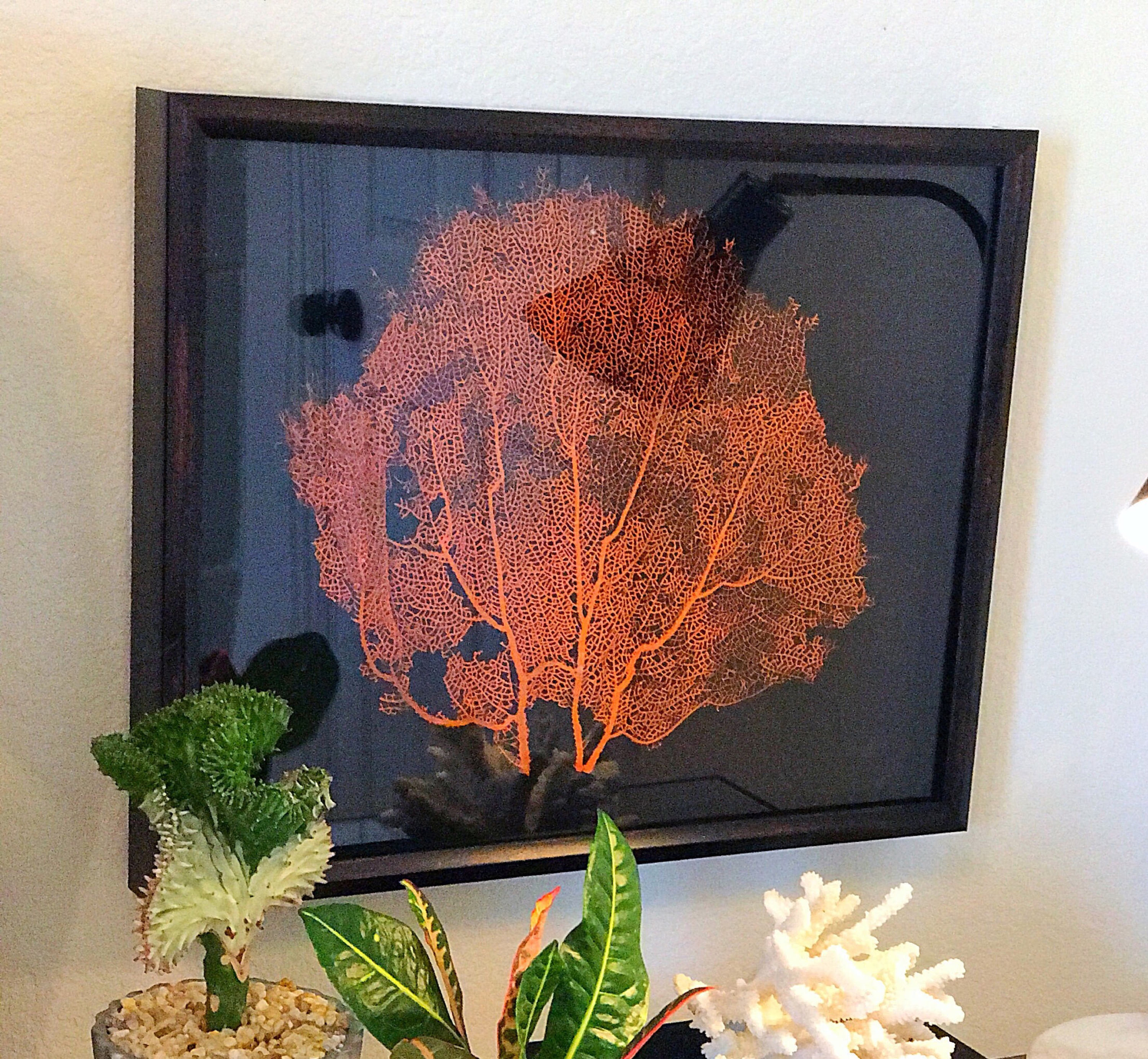 Sea Fan Shadowbox Framed Coral Art Coastal Black 16x20 Etsy