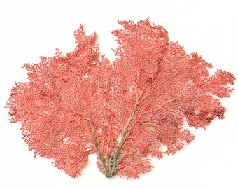 Frame Yourself Custom Sea Fan -  1 Custom Color 15-20” Sea Fan Only