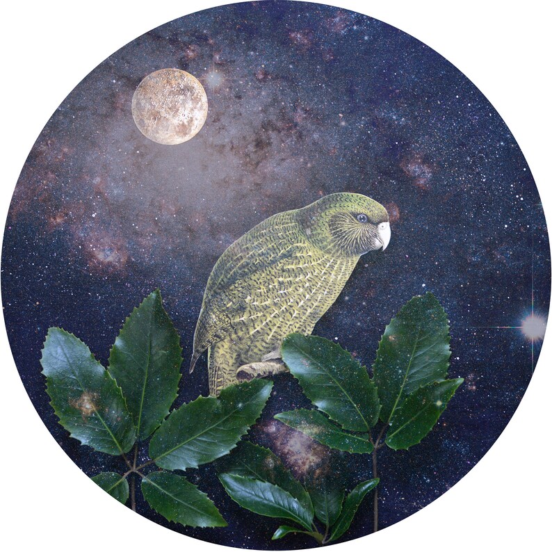 NZ Birds & Flora 2024 A4 Calendar Etsy