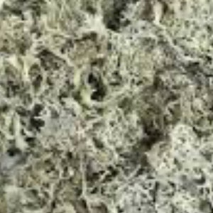 May include: A close-up of a pile of dried, light grey and white moss. The moss is soft and fluffy, and it would be perfect for use in crafts or decorations.