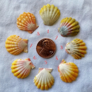 Small Hawaiian Sunrise Shell | Penny-Size | Rare Reds, Yellows, Oranges | Choose Your Shell